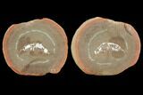 Fossil Syncarid Shrimp (Acanthotelson) Nodule Pos/Neg - Illinois #120972-1